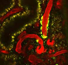 Imaging of renin in intact rat kidney using multiphoton fluoresence microscopy
