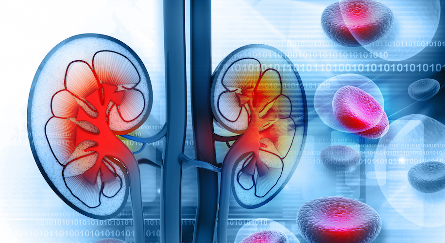 Human kidney cross section